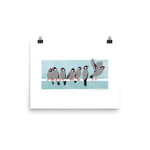 Java Sparrows - Art Print